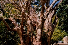 adansonia