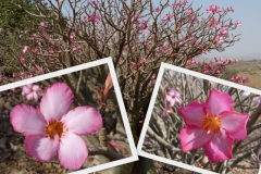 adenium-obesum-3