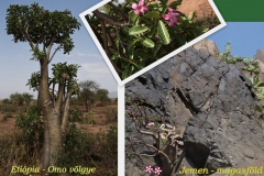 adenium-obesum-5