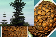 araucaria-heterophylla-norfolk-fenyoo