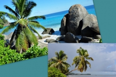 cocos-nucifera-2