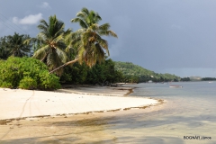 cocos-nucifera
