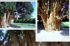 cupressus-sempervirens-2