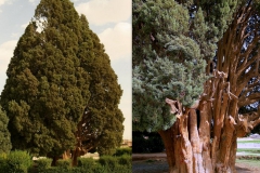 cupressus-sempervirens