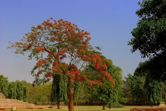delonix-regia-5