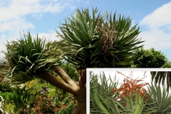 dracaena-draco-2