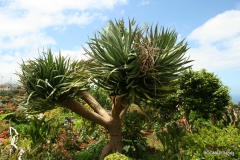 dracaena-draco