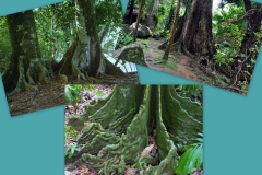 ficus-3