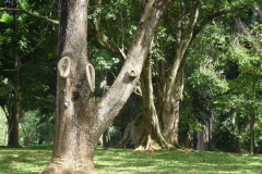ficus-4