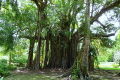 ficus-benghalensis