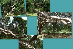 ficus-benjamina-2
