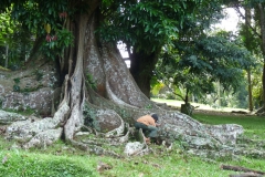 ficus-benjamina-5