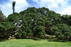 ficus-benjamina
