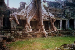 ficus-religiosa