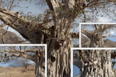 ficus-sycomorus-2
