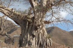 ficus-sycomorus-2_0