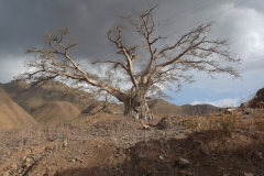 ficus-sycomorus
