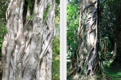 ficus