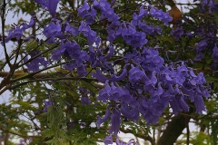 jacaranda-mimosifolia-zsakaranda-fa