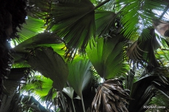 lodoicea-maldivica-1