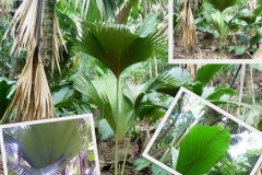 lodoicea-maldivica-2