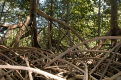 mangrove