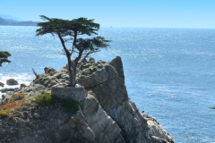 monterey-fenyoo