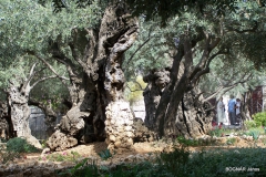 olea-europaea