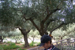 olea-europaea_0