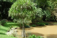 pandanus