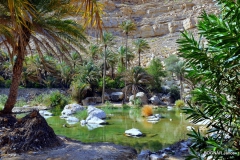 phoenix-palm-6