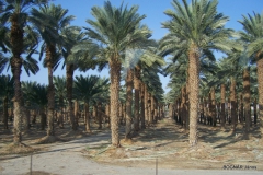 phoenix-palm