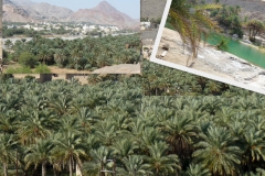 phoenix-palm_0