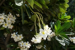 plumeria-2