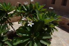 plumeria-3