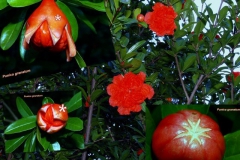 punica-granatum