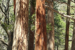 sequoia-2