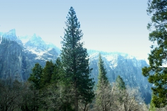 sequoia