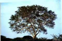 ykorona30004