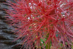 2-scadoxus-multiflorus1