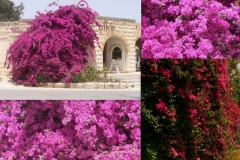 bougainvillea-2