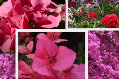 bougainvillea-3