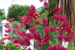 bougainvillea-5