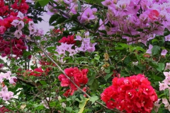 bougainvillea