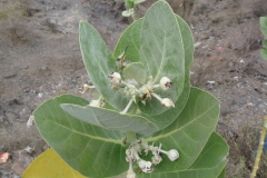 calotropis-procera-2
