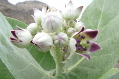 calotropis-procera-3