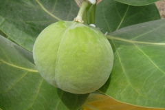 calotropis-procera-7