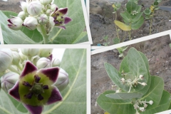 calotropis-procera-8