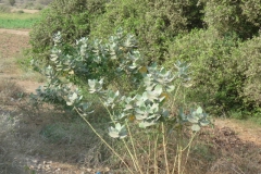 calotropis-procera