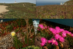 carpobrotus-edulis-3